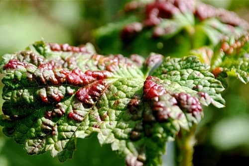 Gallovaya tlya na smorodine