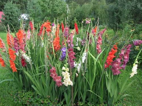 Kogda vykapyvat' i kak hranit' gladiolusy