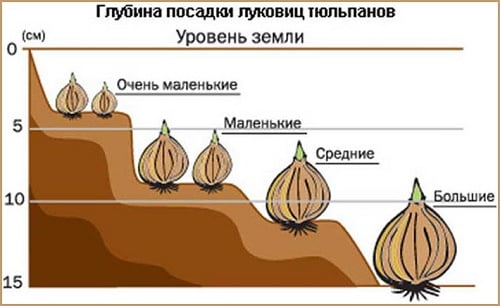 Skhema vysadki lukovic tyul'panov