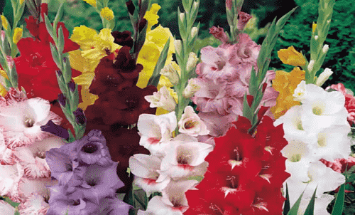 Gladiolusy - posadka i uhod v otkrytom grunte