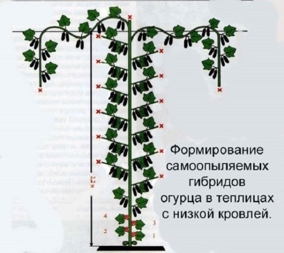 formirovanie-samoopylyaemyh-gibridov-v-teplice