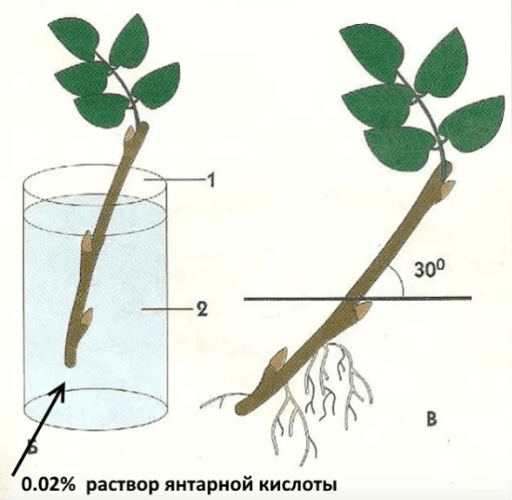 Стимулирование роста черенков