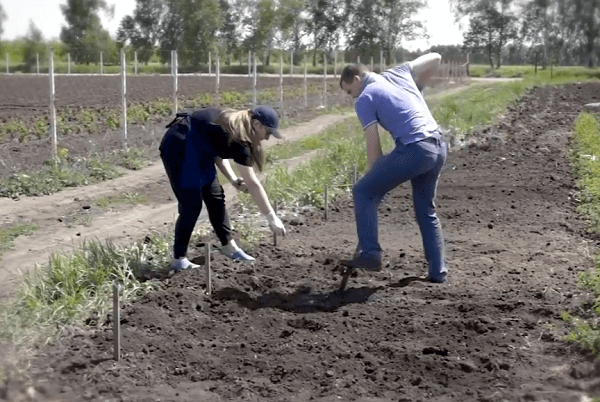 Удобрения для картофеля при посадке в лунку