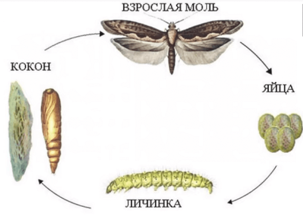 Схема развития горностаевой моли