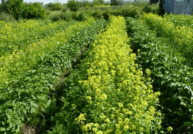 Парша на картофеле – что это такое и как с ней бороться