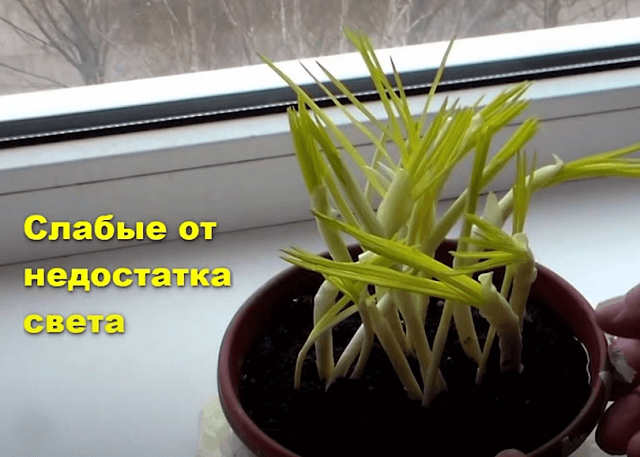 Выгонка тюльпанов в домашних условиях – сроки посадки и технология выращивания